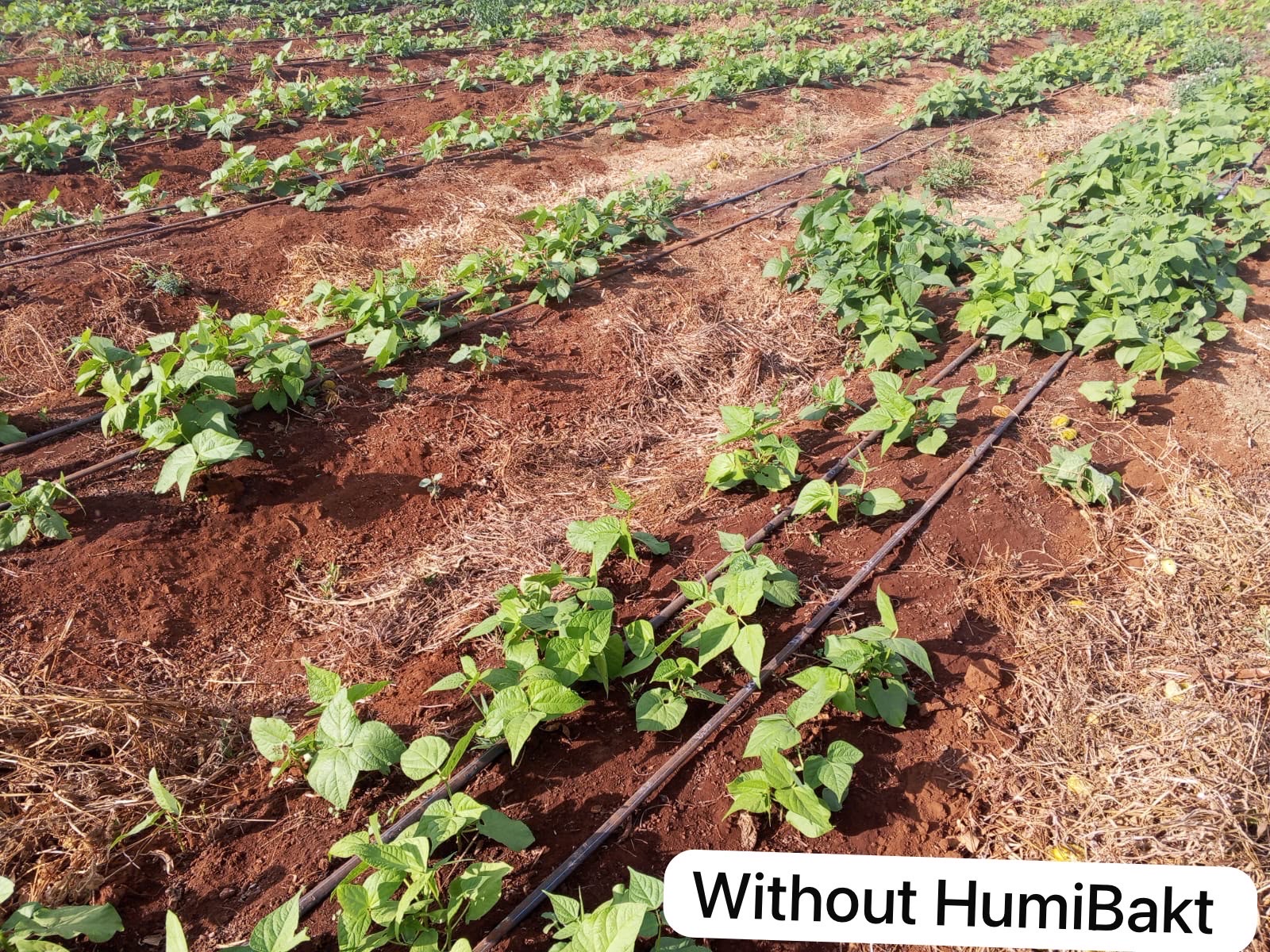 Without HumiBakt