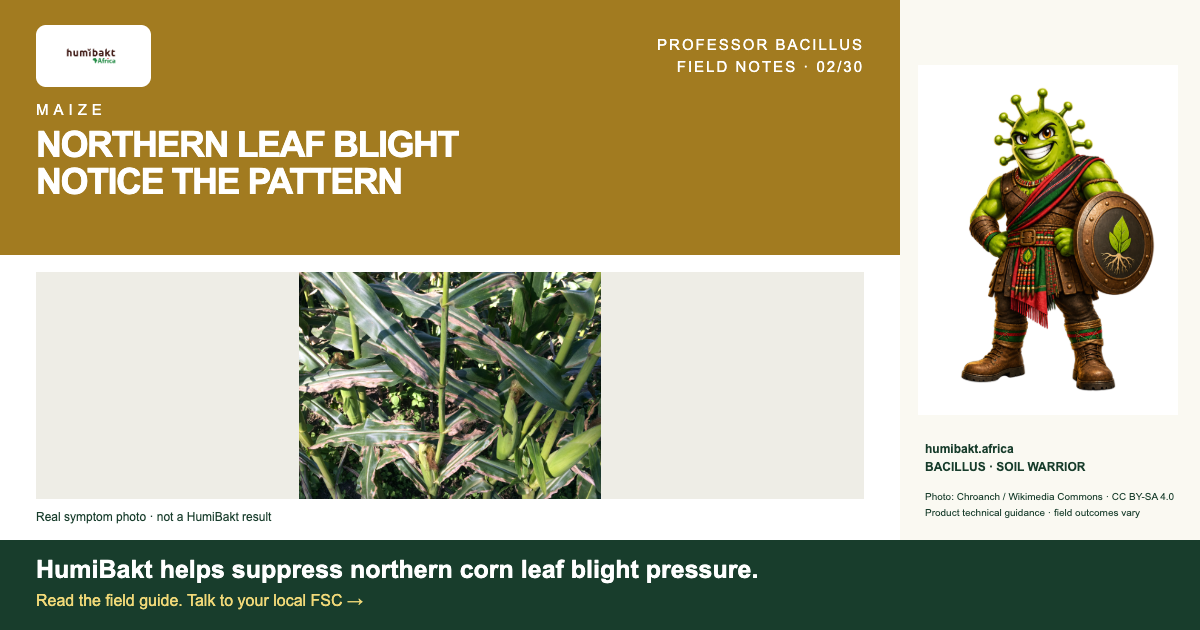 NORTHERN LEAF BLIGHT: NOTICE THE PATTERN. BACILLUS · SOIL WARRIOR with a real reference photograph of disease symptoms.