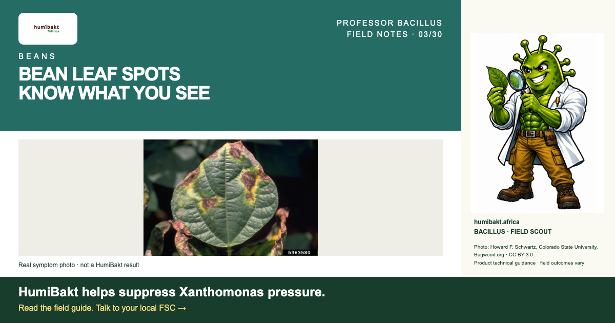 BEAN LEAF SPOTS: KNOW WHAT YOU SEE. BACILLUS · FIELD SCOUT with a real reference photograph of disease symptoms.