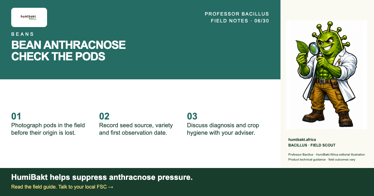 BEAN ANTHRACNOSE: CHECK THE PODS. BACILLUS · FIELD SCOUT with a practical field checklist.
