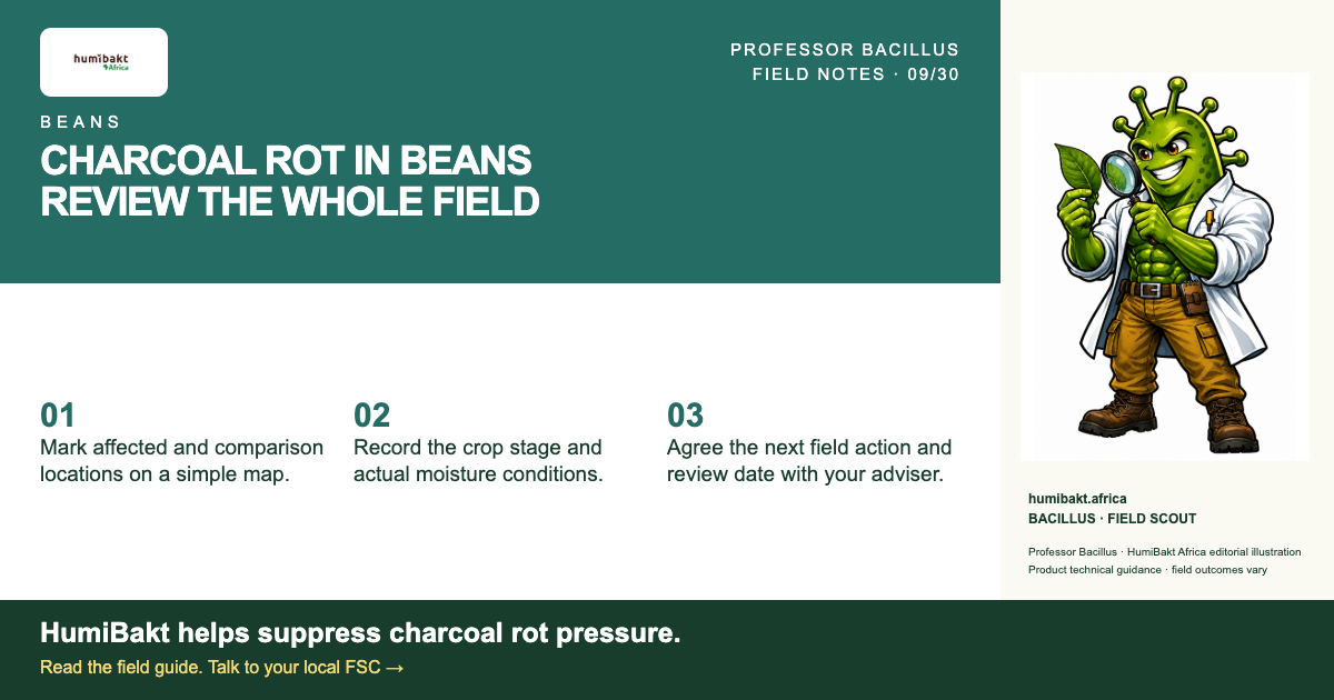 CHARCOAL ROT IN BEANS: REVIEW THE WHOLE FIELD. BACILLUS · FIELD SCOUT with a practical field checklist.