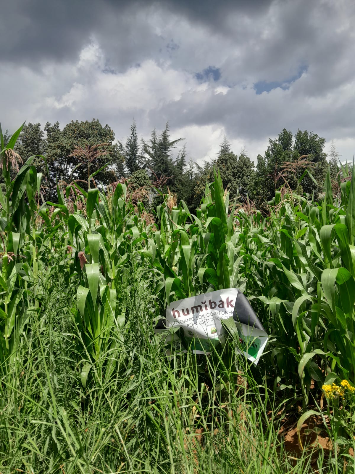 A green maize field from the HumiBakt Africa field archive